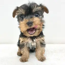 ヨークシャーテリア