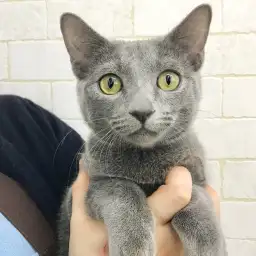 ロシアンブルー