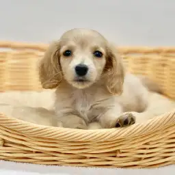 ミニチュア・ダックスフント