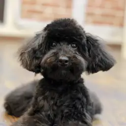 トイ・プードル