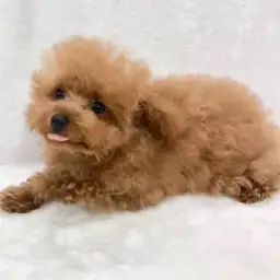トイ・プードル