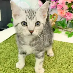 アメリカンショートヘア