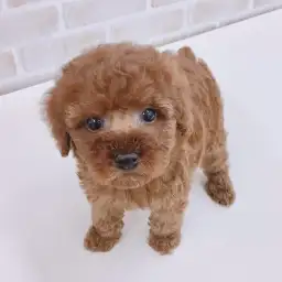 トイ・プードル