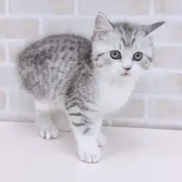 スコティッシュフォールド