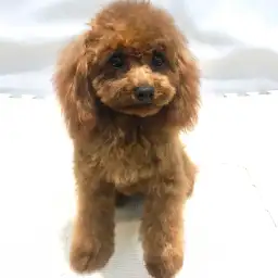 トイ・プードル