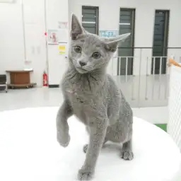 ロシアンブルー