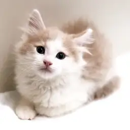 ノルウェージャンフォレストキャット