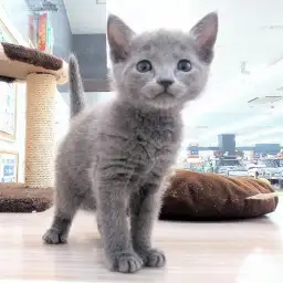 ロシアンブルー