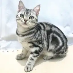 アメリカンショートヘア