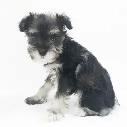 ミニチュア・シュナウザー