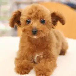 トイ・プードル