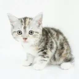 スコティッシュフォールド