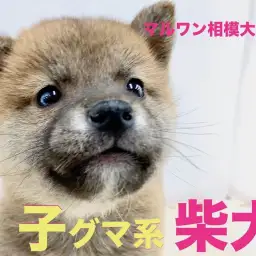 【 柴犬 】凛々しさと可愛らしさを兼ね揃えた子グマ系の柴犬。遊ぶときはエンジン全開!