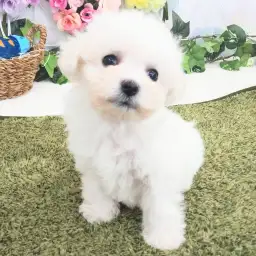 ビションフリーゼ