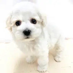 ビションフリーゼ