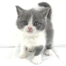 ブリティッシュショートヘア