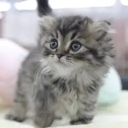 スコティッシュフォールド