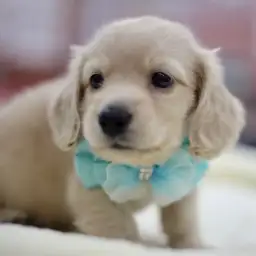 カニンヘン・ダックスフント