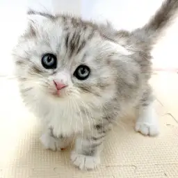 スコティッシュフォールド