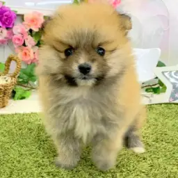 ポメラニアン