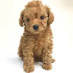 トイ・プードル