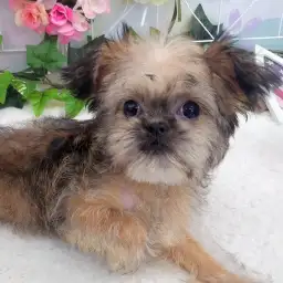 ブリュッセルグリフォン