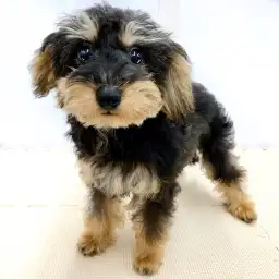 MIX（トイプードル×ミニチュアシュナウザー）