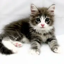 ノルウェージャンフォレストキャット