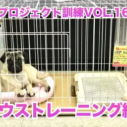 【 わんこのトレーニング 】重要！ハウストレーニング編／PROJECT KUNREN VOL.16