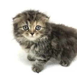 スコティッシュフォールド