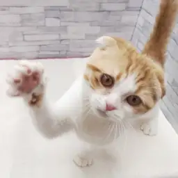 スコティッシュフォールド