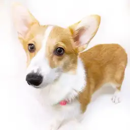 ウェルシュコーギーペンブローク