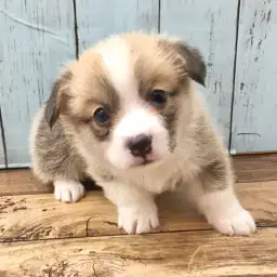 ウェルシュコーギーペンブローク