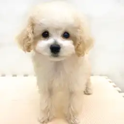 トイ・プードル