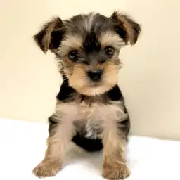 ヨークシャーテリア