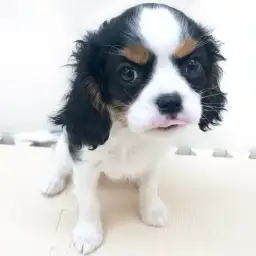 キャバリア・キングチャールズ・スパニエル