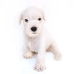 ミニチュア・シュナウザー