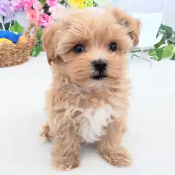 MIX（マルチーズ×トイプードル）