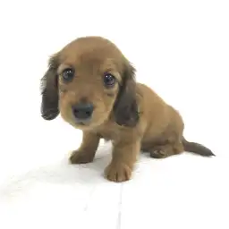 ミニチュア・ダックスフント