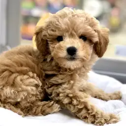 トイ・プードル