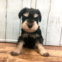 ミニチュア・シュナウザー