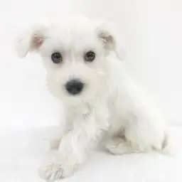 ミニチュア・シュナウザー