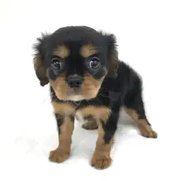 キャバリア・キングチャールズ・スパニエル