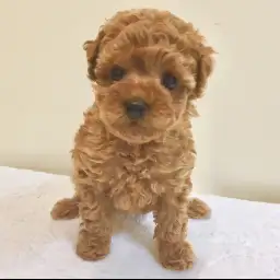 トイ・プードル