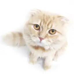 スコティッシュフォールド