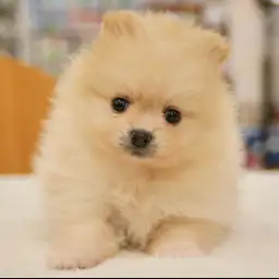 ポメラニアン