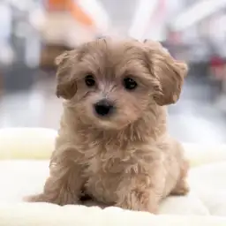 MIX（トイプードル×マルチーズ）