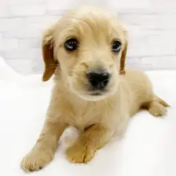 ミニチュア・ダックスフント