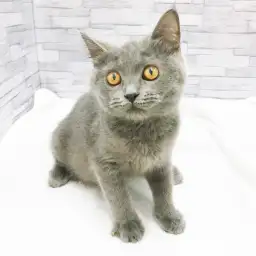 ブリティッシュショートヘア