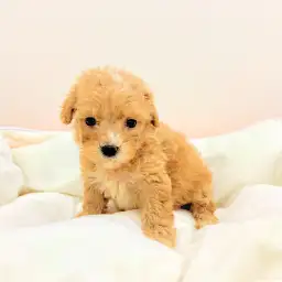 MIX（マルチーズ×トイプードル）